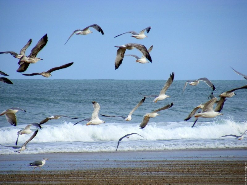Seagulls Flying over Ocean — Blue, Active