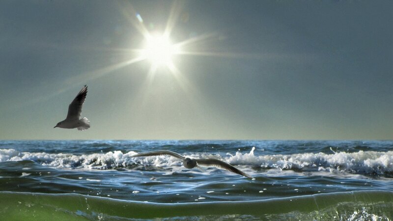 Seagulls Flying over Ocean — Blue, Dramatic, Afternoon, Photograph