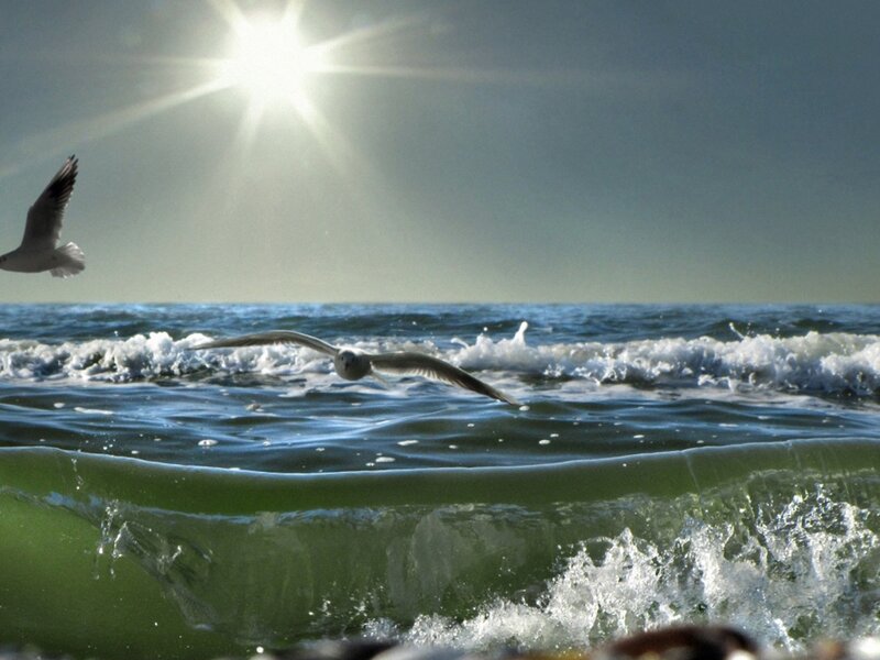 Seagulls Flying over Ocean — Blue, Dramatic, Afternoon