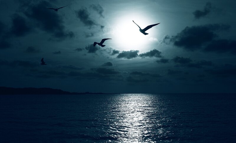 Seagulls Flying over Ocean — Blue, Dramatic, Night