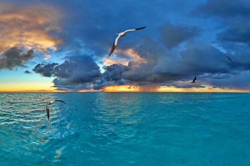 Seagulls Flying over Ocean — Blue, Dramatic, Sunset, Photograph