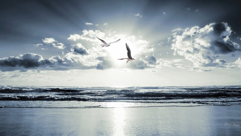 Seagulls Flying over Ocean — Blue, Dramatic, Sunset