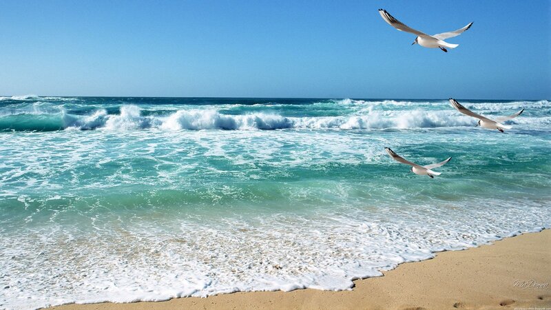 Seagulls Flying over Ocean — Blue, Serene, Afternoon, Photograph, Sand