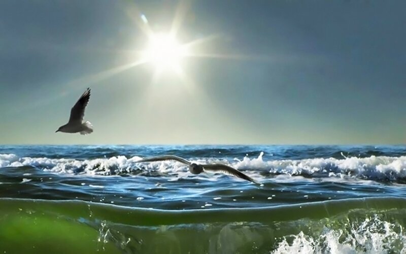 Seagulls Flying over Ocean — Blue, Serene, Afternoon, Photograph, Sun
