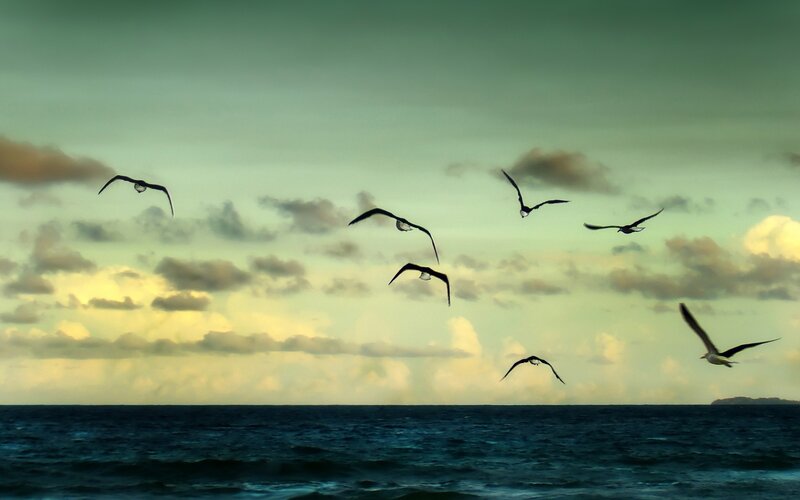 Seagulls Flying over Ocean — Blue, Serene, Sunset, Photograph, Clouds, Sky