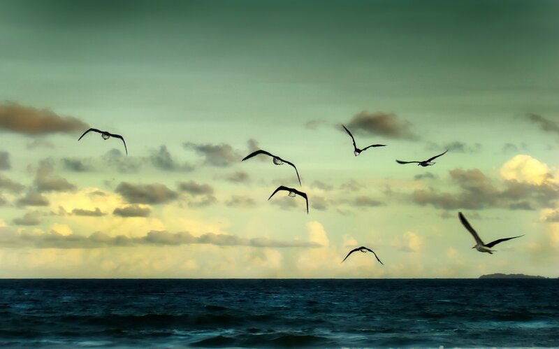 Seagulls Flying over Ocean — Blue, Serene, Sunset, Photograph, Clouds