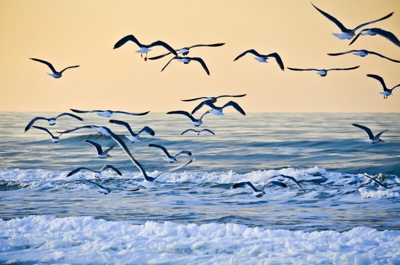 Seagulls Flying over Ocean — Blue, Serene, Sunset, Photograph, Sky