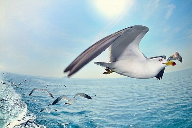 Seagulls Flying over Ocean — Blue, Serene