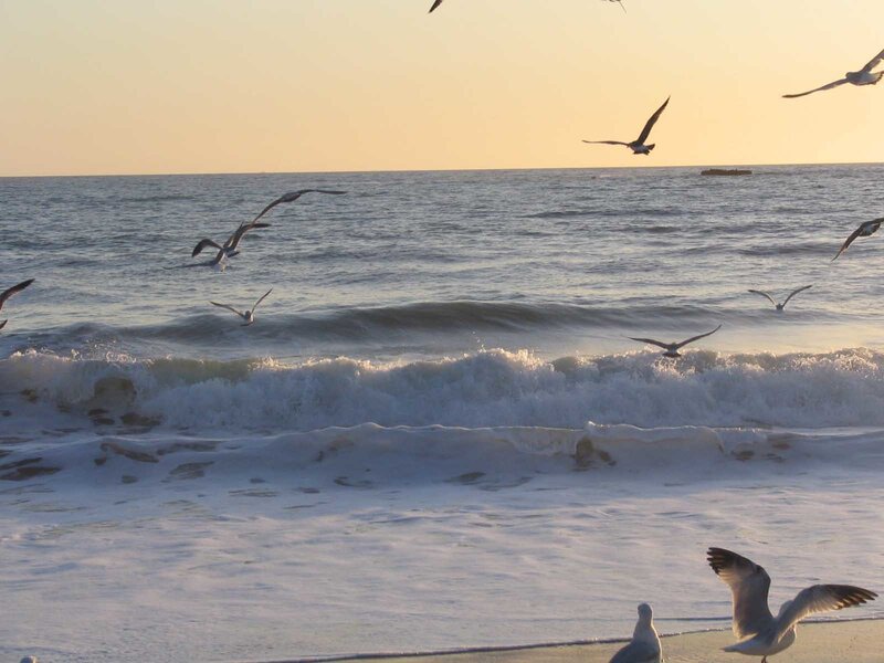 Seagulls Flying over Ocean — Blue