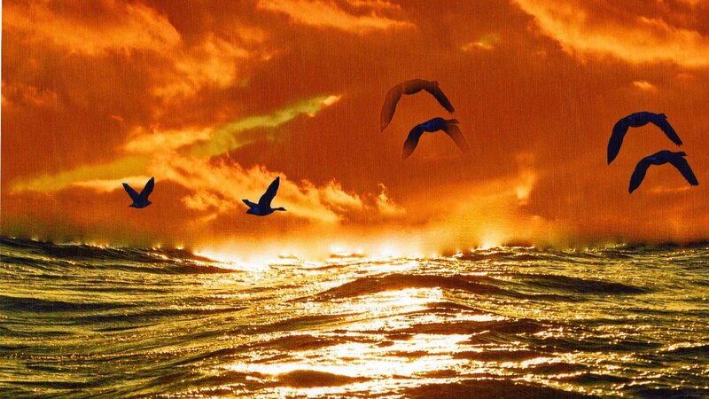 Seagulls Flying over Ocean — Orange, Dramatic, Sunset, Photograph, Birds
