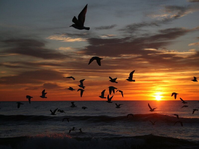 Seagulls Flying over Ocean — Orange, Dramatic, Sunset, Photograph, Sun, Clouds