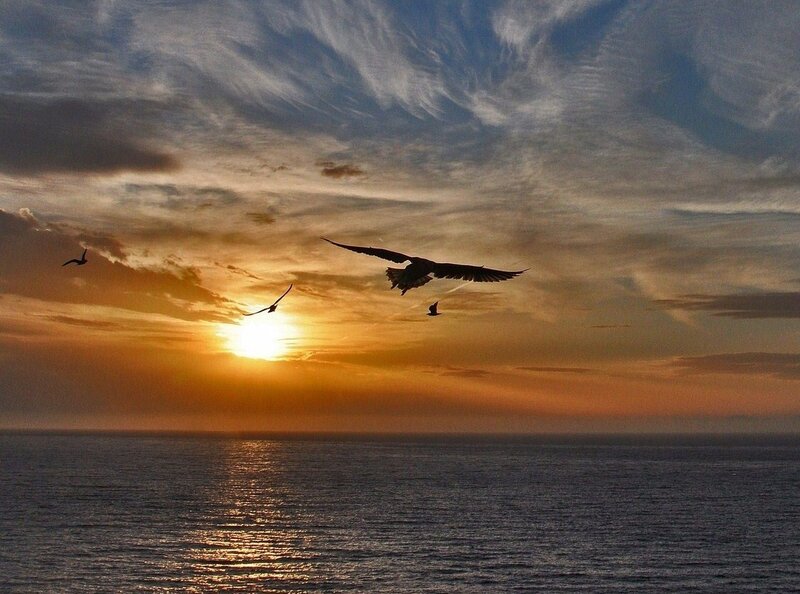 Seagulls Flying over Ocean — Orange, Dramatic, Sunset, Photograph, Sun