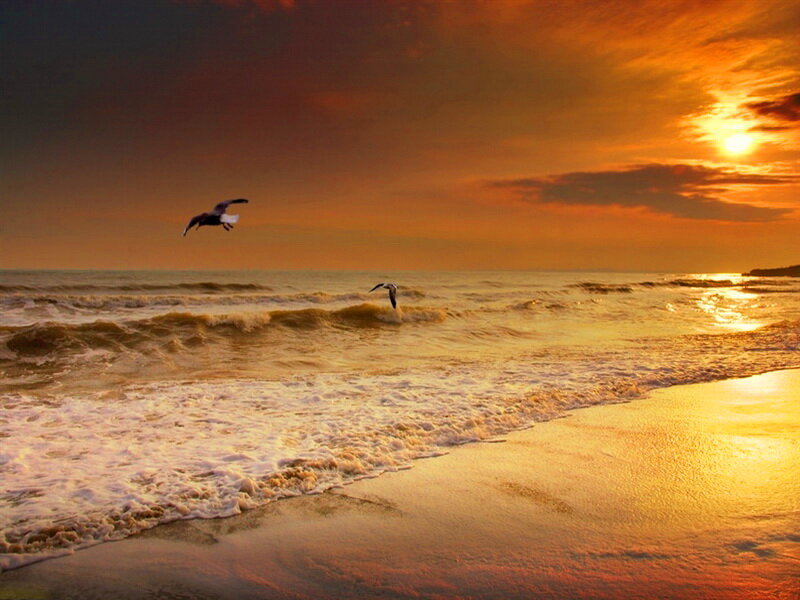 Seagulls Flying over Ocean — Orange, Dramatic
