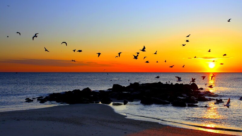 Seagulls Flying over Ocean — Orange, Serene, Sunset, Photograph, Birds, Sun