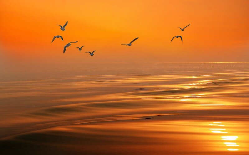 Seagulls Flying over Ocean — Orange, Serene, Sunset, Photograph, Birds