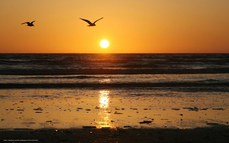 Seagulls Flying over Ocean — Orange, Serene, Sunset, Photograph, Sun, Beach