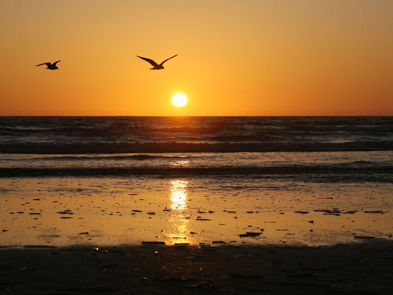 Seagulls Flying over Ocean — Orange, Serene, Sunset, Photograph, Sun, Beach, Yellow