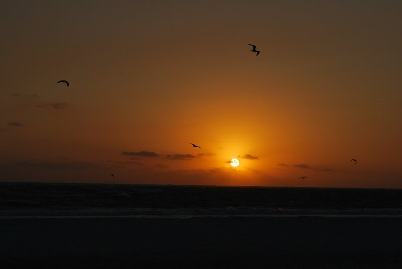 Seagulls Flying over Ocean — Orange, Serene, Sunset, Photograph, Sun, Clouds