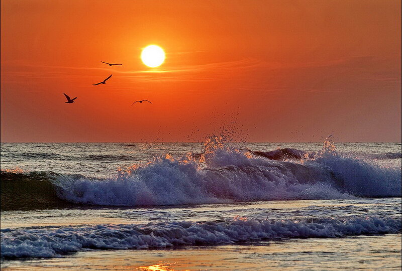 Seagulls Flying over Ocean — Orange, Serene, Sunset