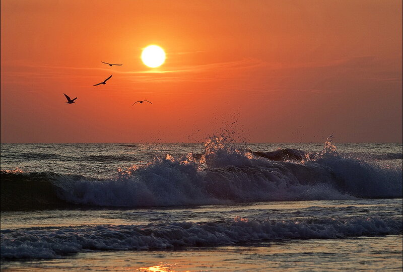 Seagulls Flying over Ocean — Orange, Serene