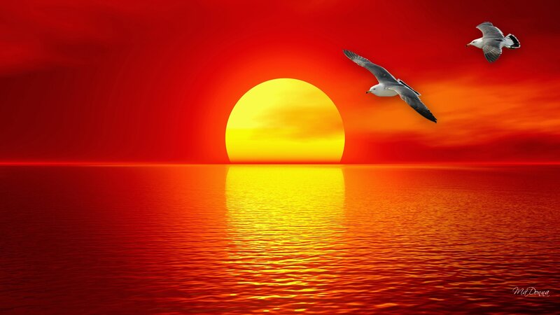 Seagulls Flying over Ocean — Red, Dramatic