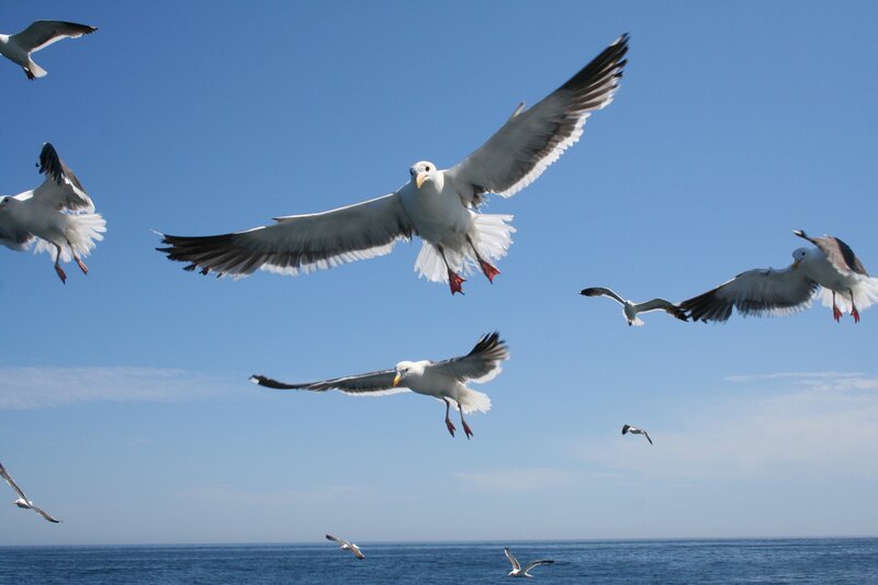 Seagulls Flying over Ocean — Serene