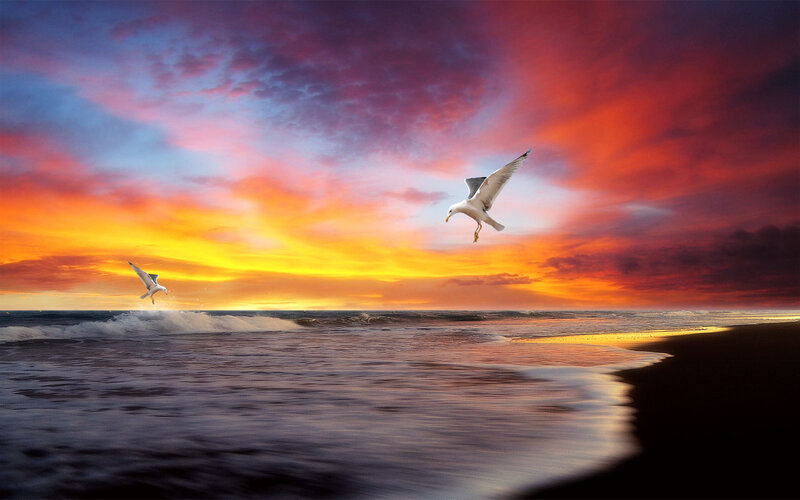 Seagulls Flying over Ocean