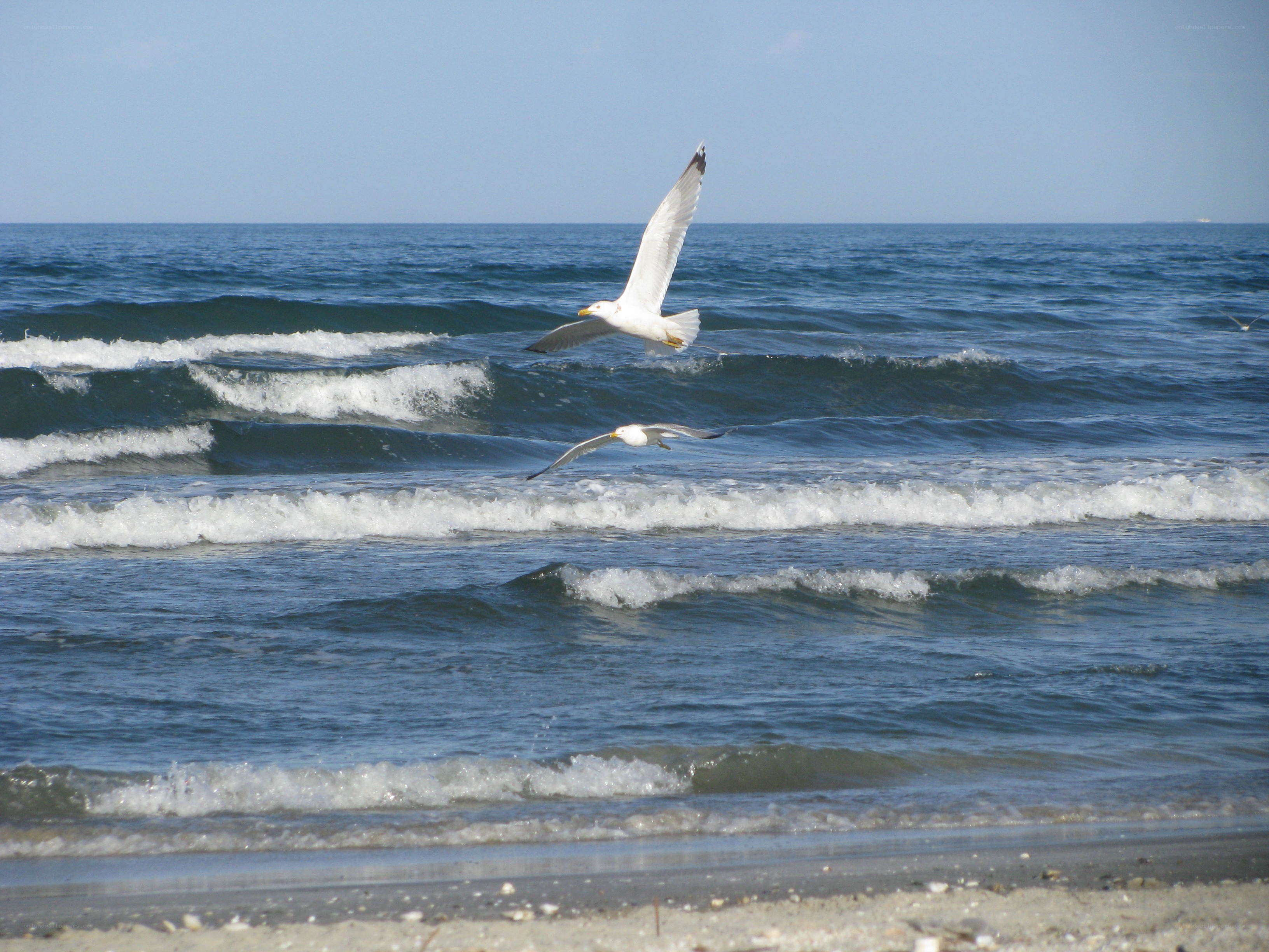 Seagulls flying over ocean waves