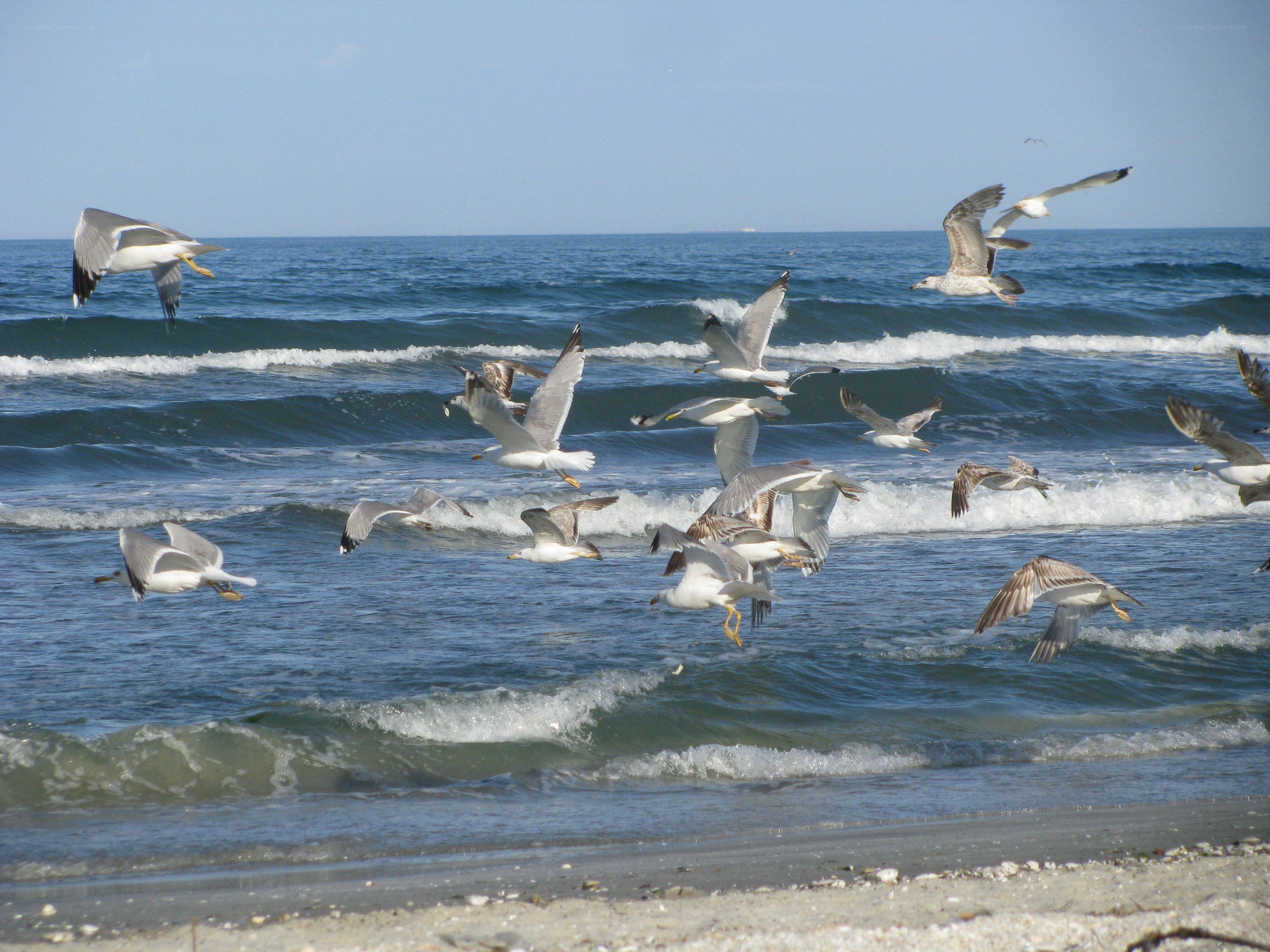 Seagulls flying over ocean waves