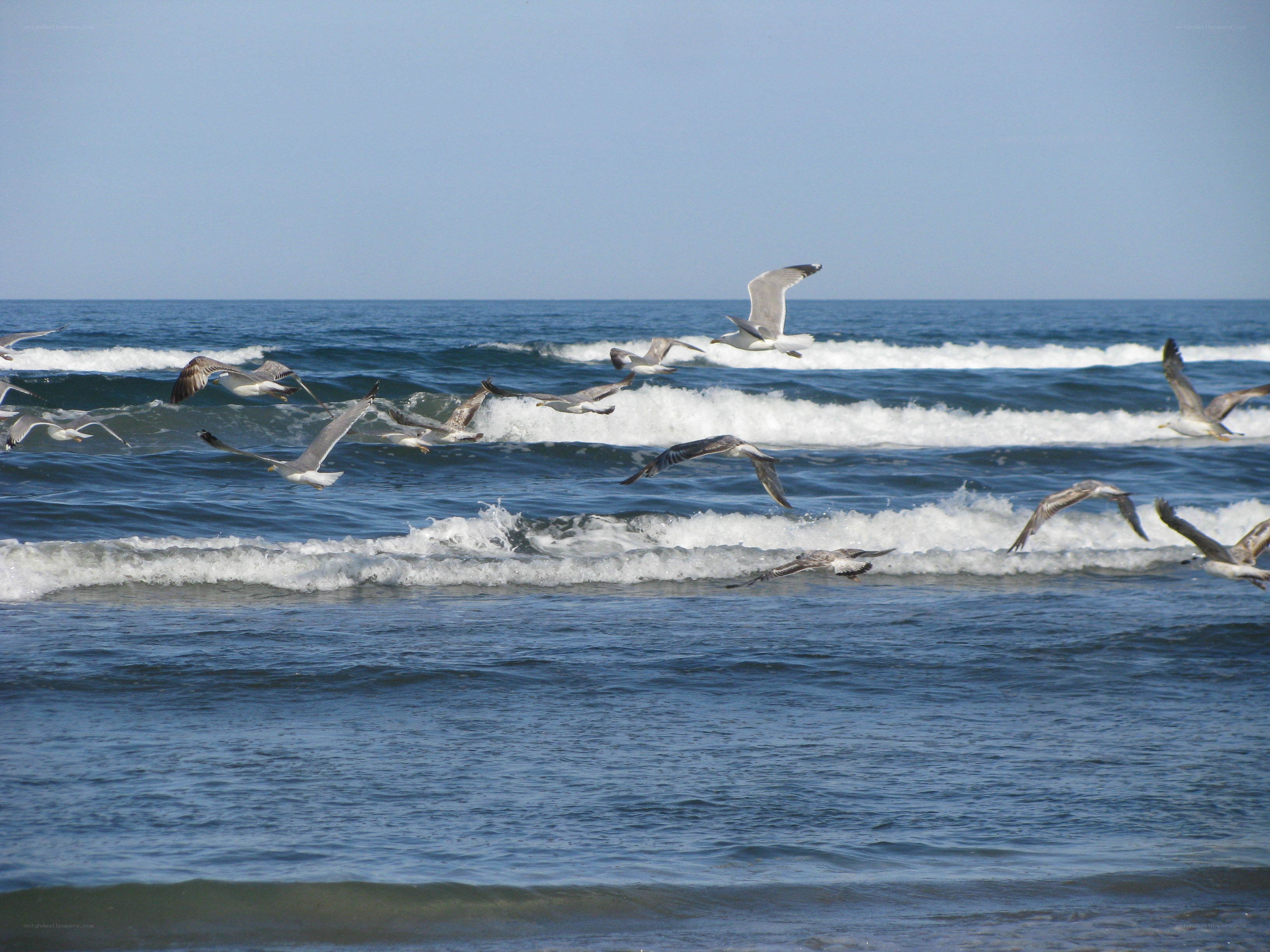 Seagulls flying over ocean waves