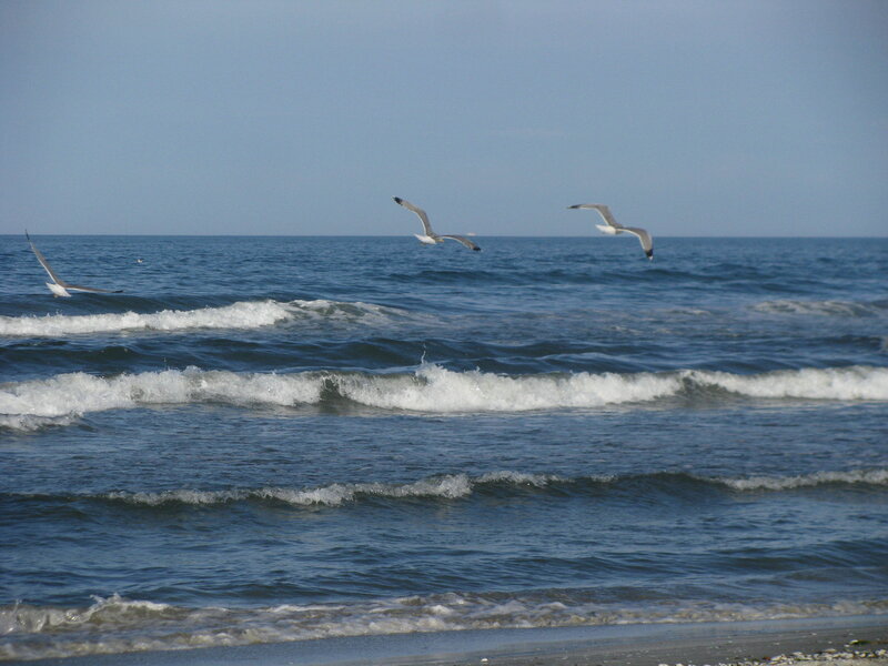 Seagulls flying over ocean waves