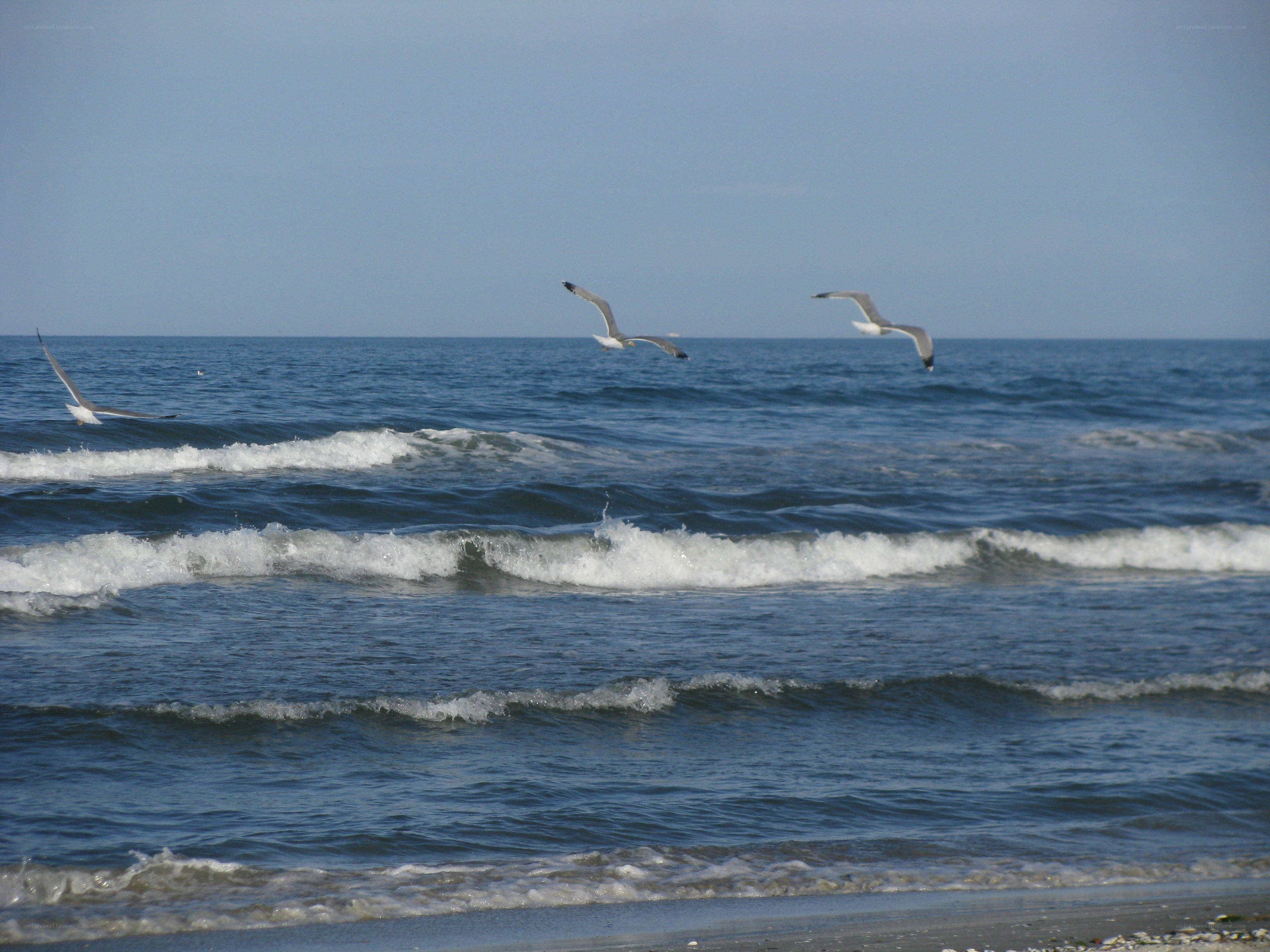 Seagulls flying over ocean waves