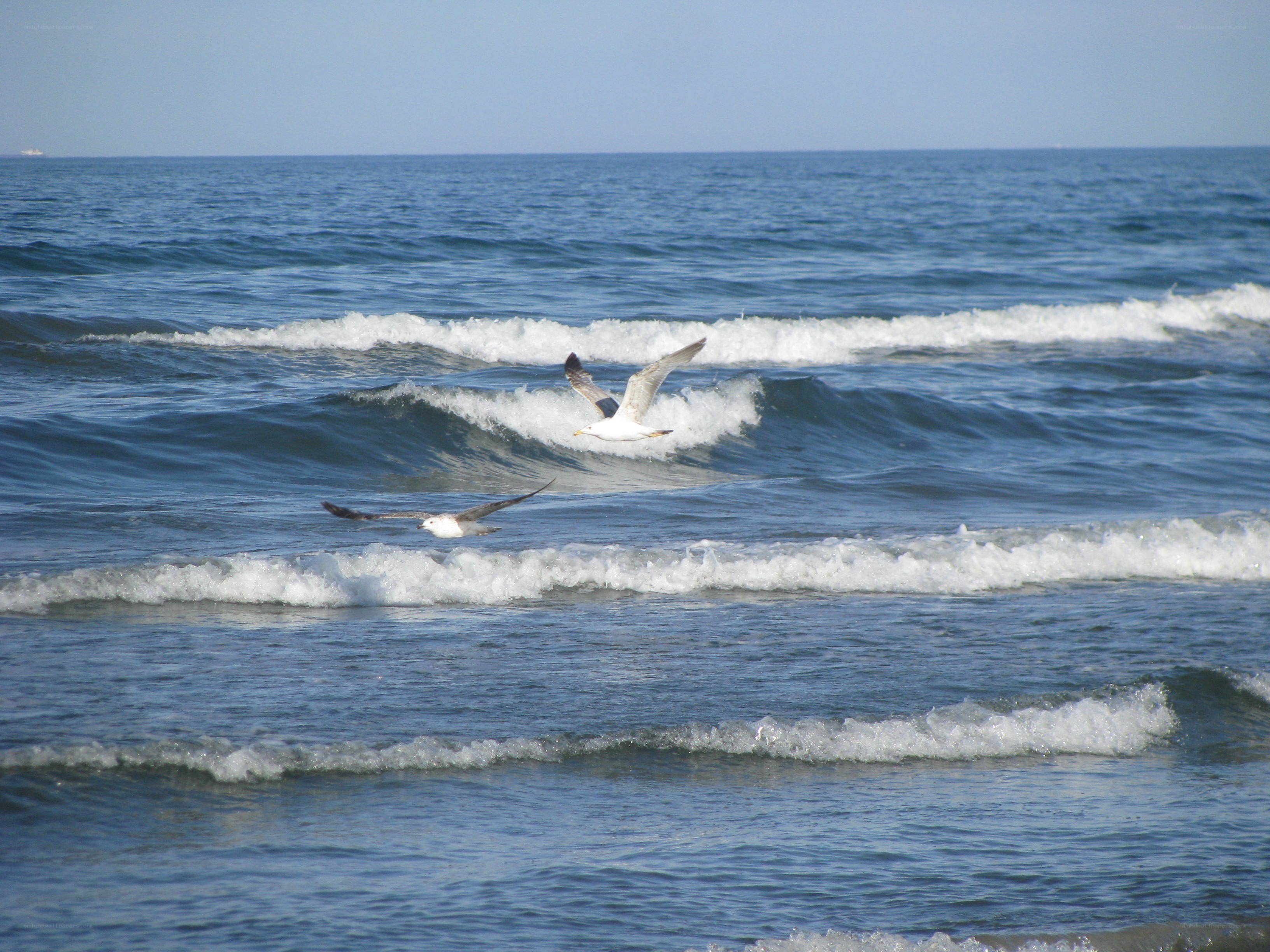 Seagulls flying over ocean waves