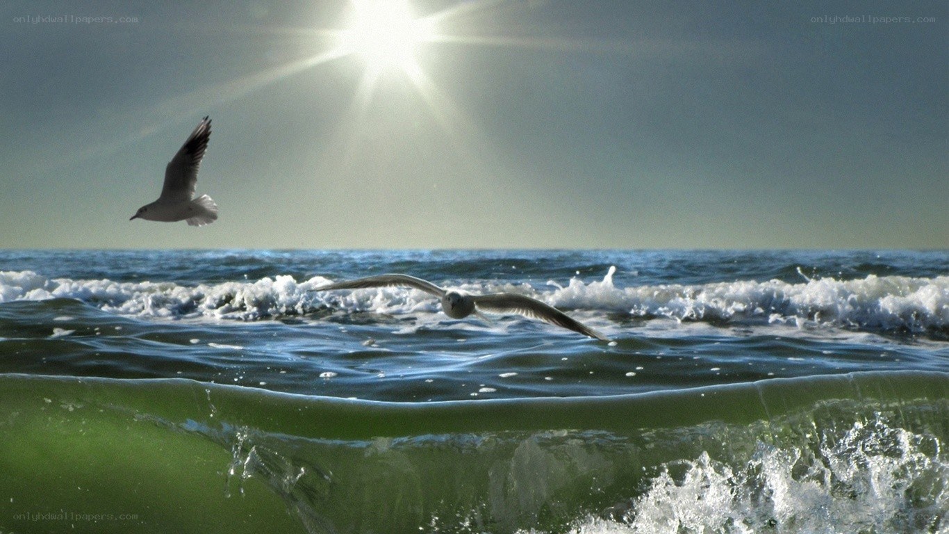 Seagulls flying over ocean waves