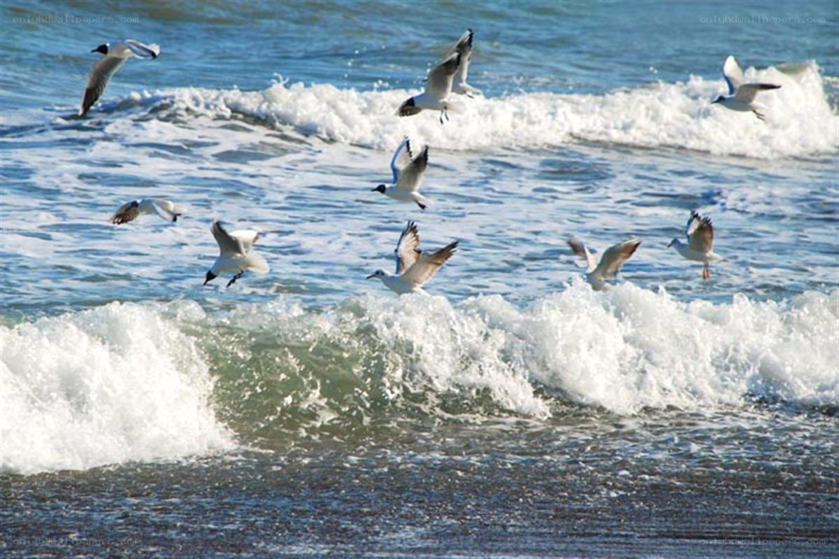 Seagulls flying over ocean waves