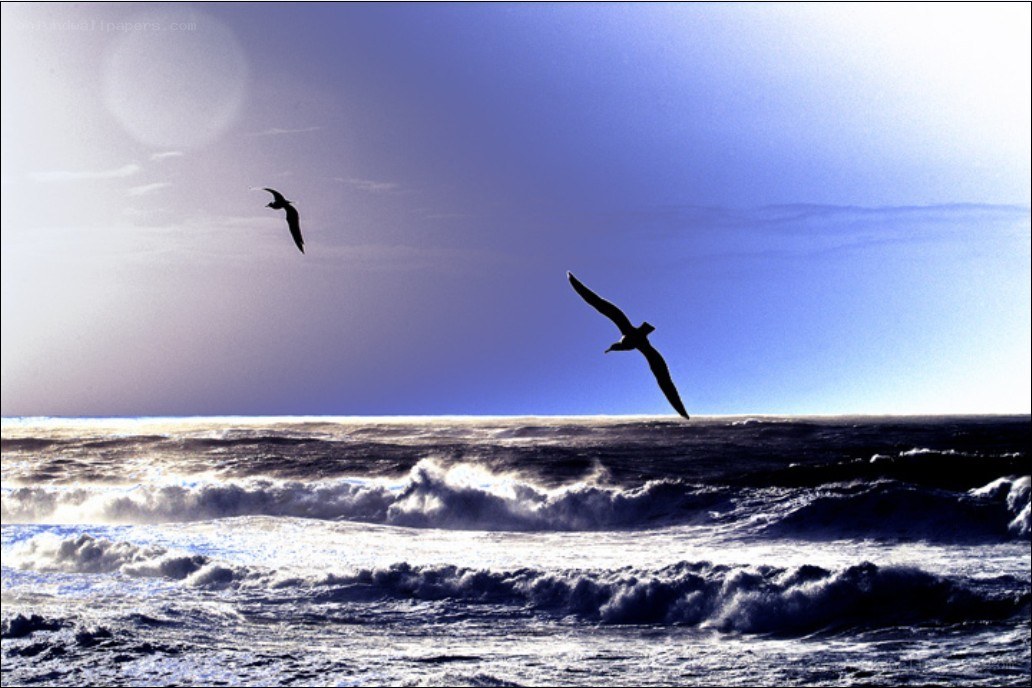 Seagulls flying over ocean waves