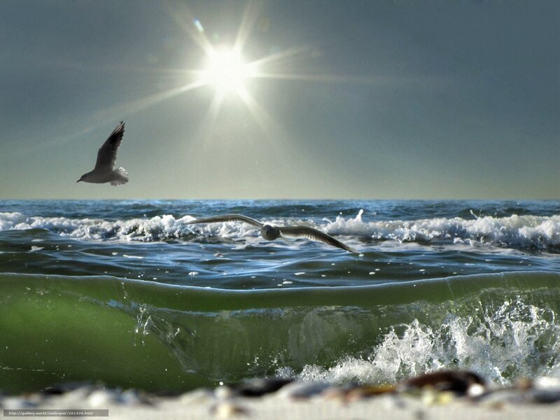 Seagulls flying over ocean waves