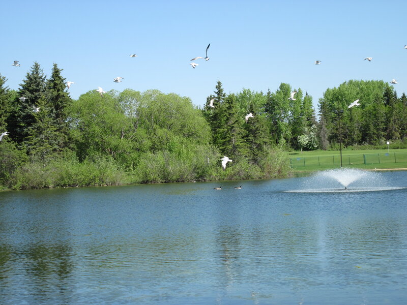 Seagulls Flying over Pond