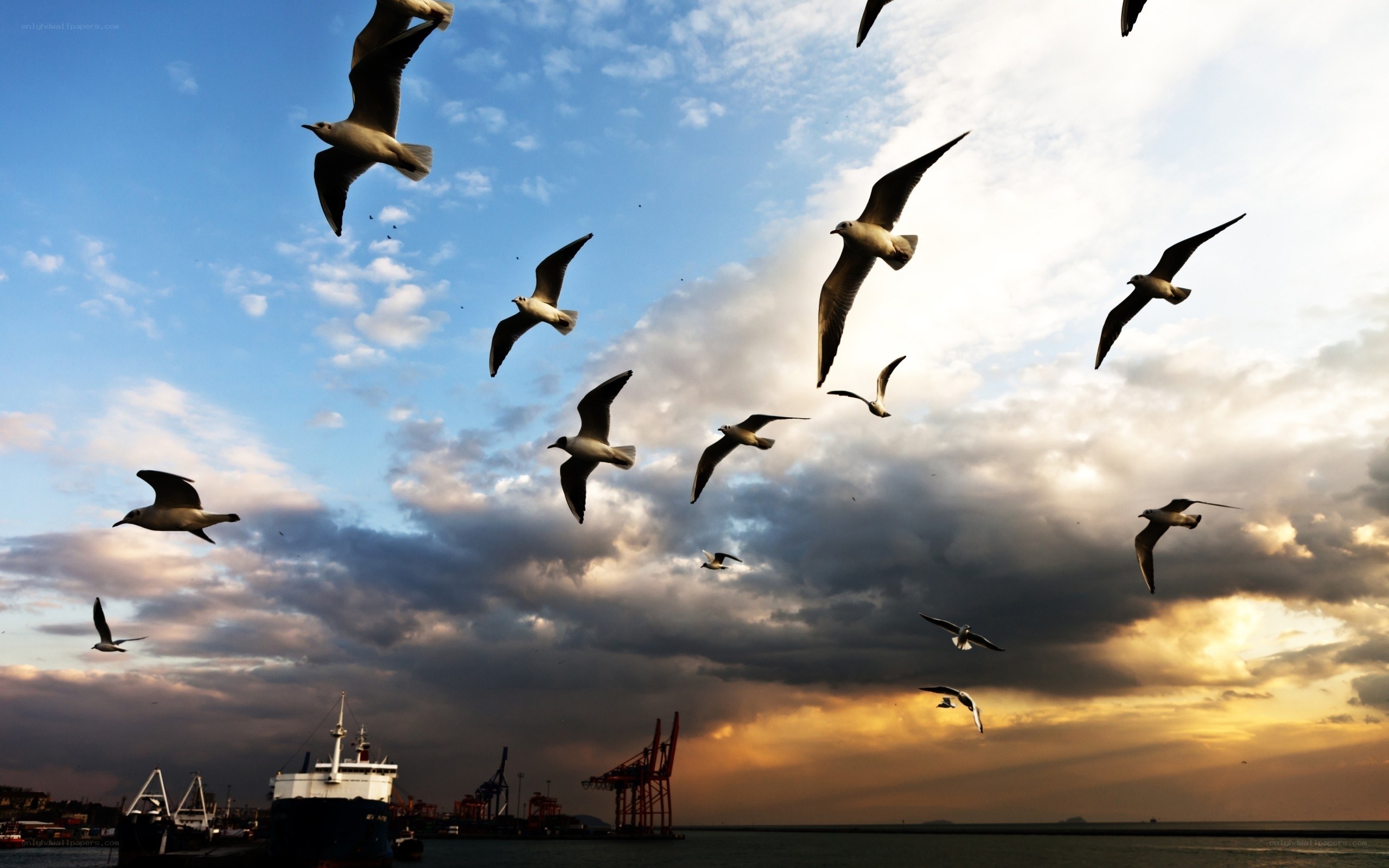 Seagulls flying over port at sunset