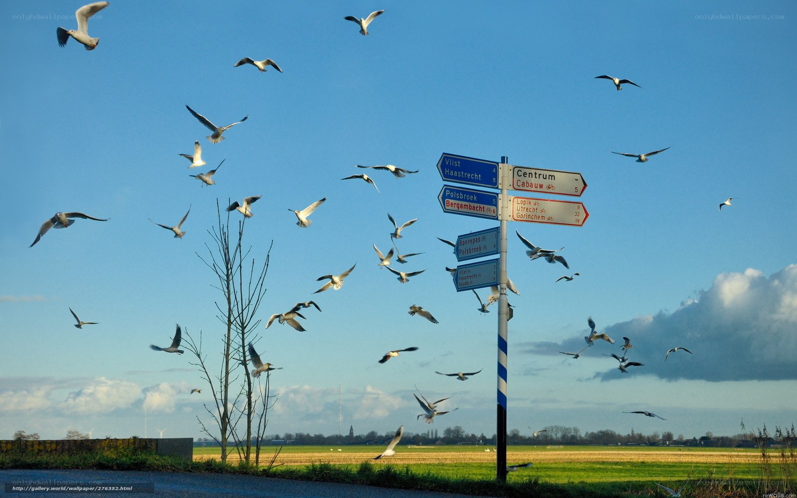 Seagulls flying over road signs