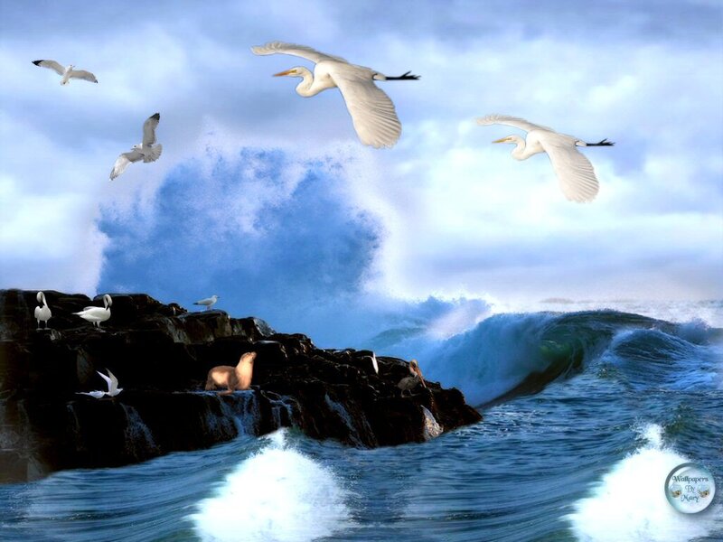 Seagulls Flying over Rocks