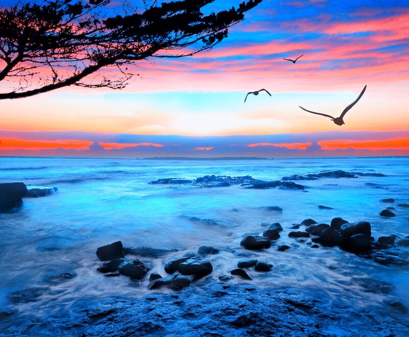 Seagulls flying over rocky shore