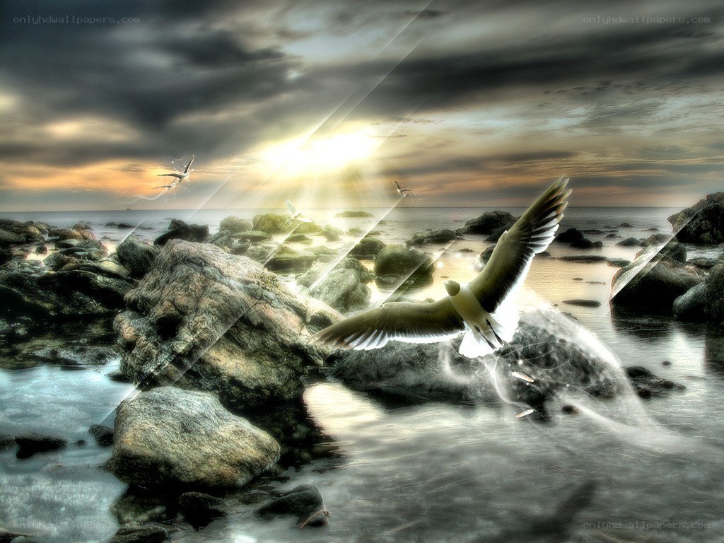 Seagulls flying over rocky shore
