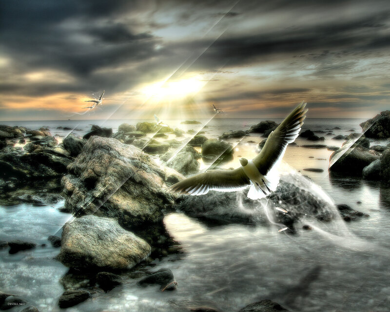 Seagulls flying over rocky shore
