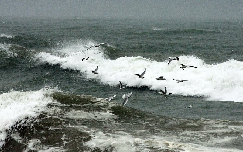 Seagulls flying over rough ocean