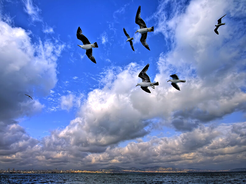 Seagulls Flying over Sea — Blue, Dramatic, Afternoon