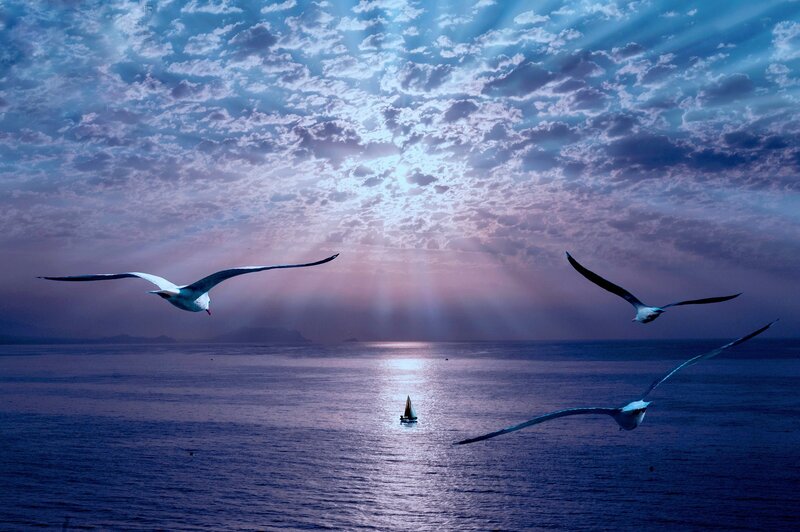 Seagulls Flying over Sea — Blue, Serene, Sunset, Photograph, Sailboat