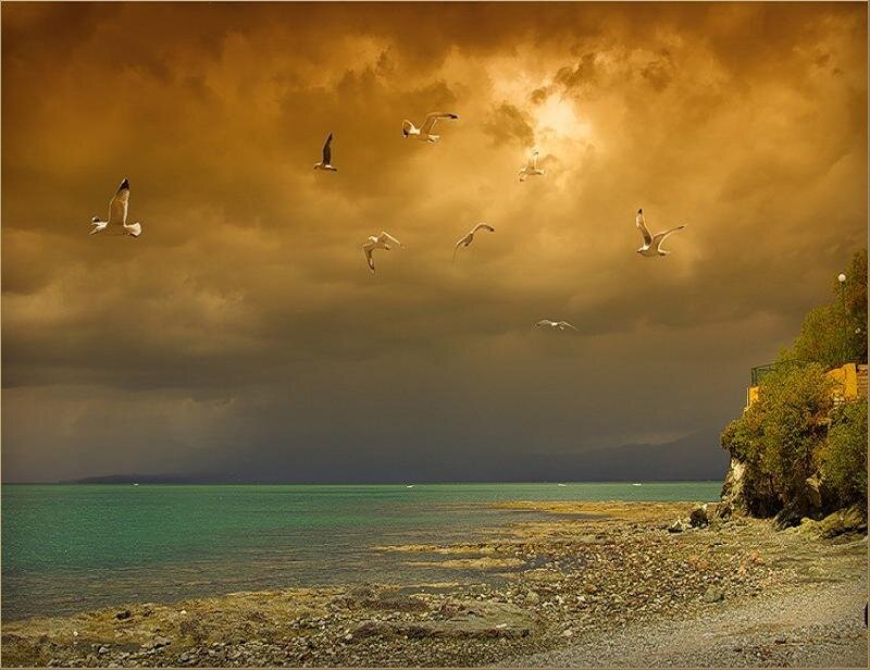 Seagulls Flying over Sea — Brown