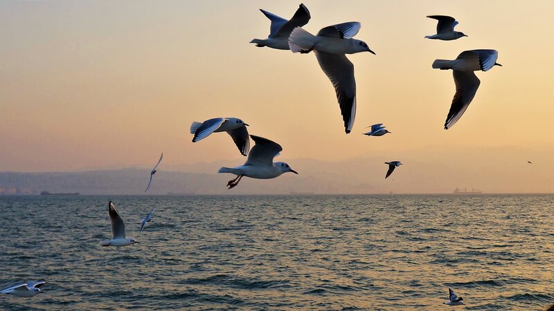 Seagulls Flying over Sea — Orange