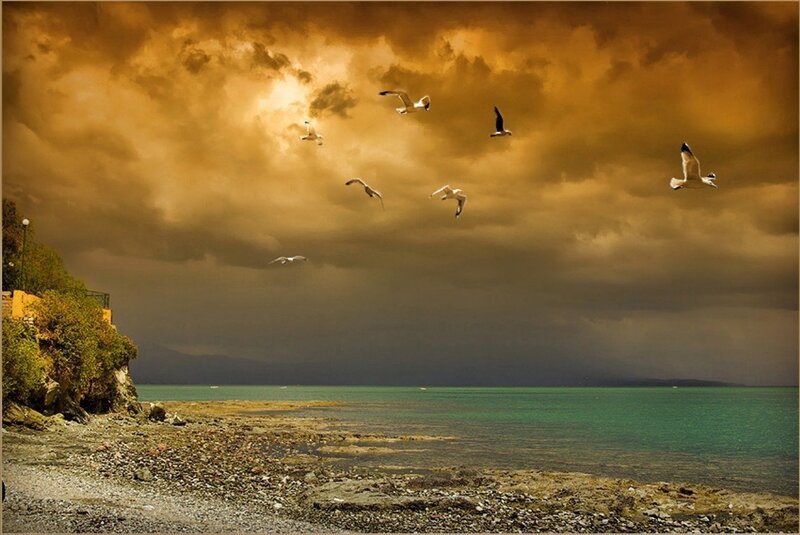Seagulls Flying over Sea